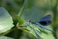 Calopteryx splendens